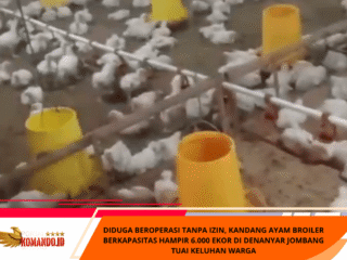 DIDUGA BEROPERASI TANPA IZIN, KANDANG AYAM BROILER BERKAPASITAS HAMPIR 6.000 EKOR DI DENANYAR JOMBANG TUAI KELUHAN WARGA