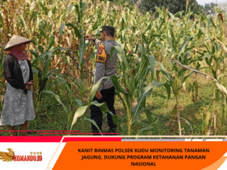 Kanit Binmas Polsek Kudu Monitoring Tanaman Jagung, Dukung Program Ketahanan Pangan Nasional