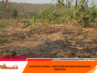 HUTAN JATI GUNDUL, PUBLIK PERTANYAKAN PENGAWASAN PERHUTANI